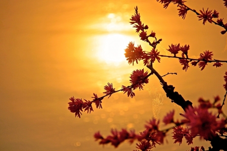 Flowers - nature, flowers, sunset, photo