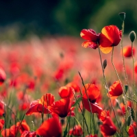 Red Poppy Field