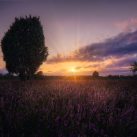 Sunset in Oberoher Heide, Germany