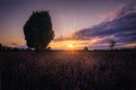 Sunset in Oberoher Heide, Germany - nature, sky, trees, clouds, heide, sunset, germany