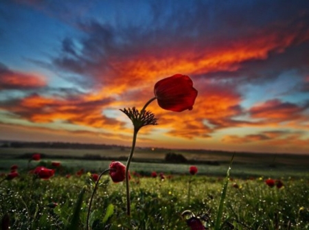 Wonderful World of Flowers - nature, clouds, sunset, field, flowers