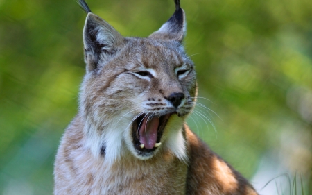 Lynx - yawn, face, animal, funny, lynx