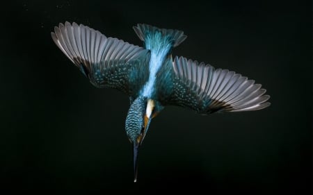 Kingfisher - bird, black, blue, kingfisher, wings, pasare