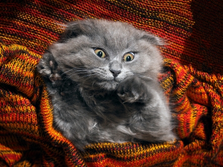 Kitten - grey, pisica, kitten, funny, face, orange, cat