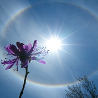 Sun Halo Flower