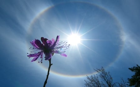 Sun Halo Flower - halo, flower, sun