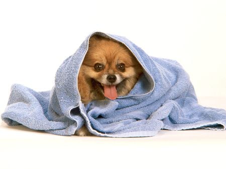 After the Bath - pomeranian, after the bath, cool, dog, towel, after bath