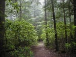 FOREST PATH