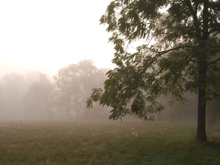 FOGGY MORNING AT FOREST - morning, forest, fog, tree, sunrise