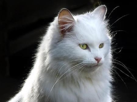 White cat - cats, animals