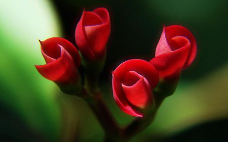 Rosebud Macro - buds, rose, macro