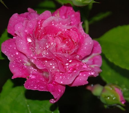 Pink rose - flowers, roses