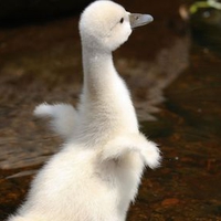 Baby Swan (Cygnet)