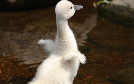 Baby Swan (Cygnet) - swan, baby