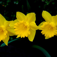 Yellow flowers