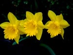 Yellow flowers