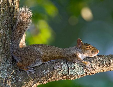 Sleeping squirrel