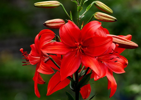 Red flowers - flowers, red