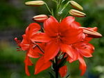 Red flowers