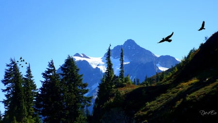 Mount Shuksan  - sky, forest, mountains, washington, widescreen, birds