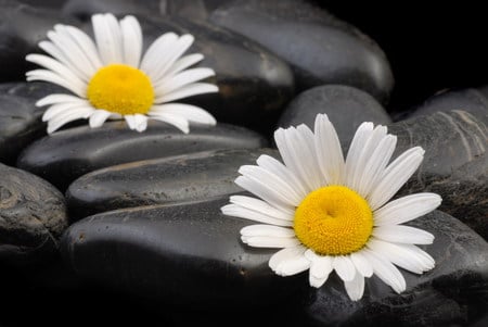 Daisies - flowers, nature