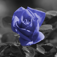 Lite Blue Rose