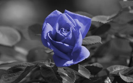 Lite Blue Rose