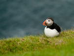 Puffin