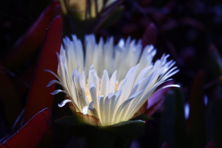 White Flower - flowers, nature