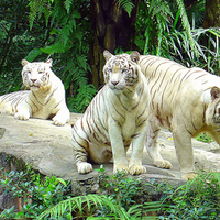 the tigers three