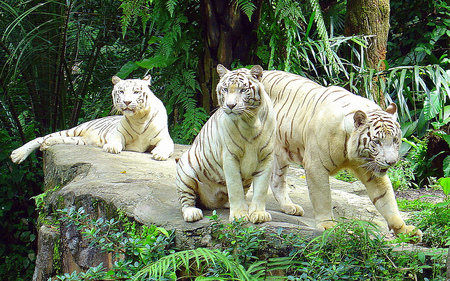 the tigers three - singapore zoo, white, tigers