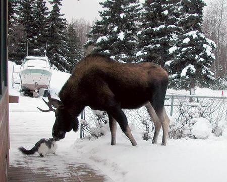 No no nO NO!! MOUSE! - moose, ice, snow