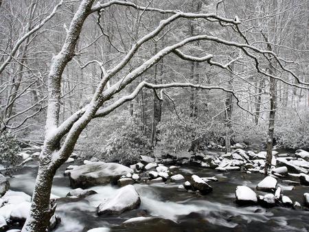 Winter White - trees, winter, snowing, creek, cold, snow, black and white, rocks