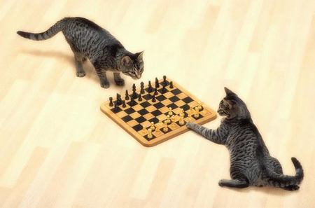 Smart Cats - play, lovely, sweet, playing, cat, kitten, chess, cute, cats, nice, animals