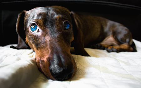 Teckel - brown, dog, blue eyes, black and white, teckel