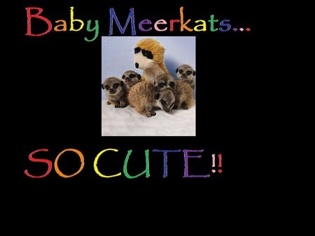 Baby Meerkats - cute, baby, orphan, meerkats