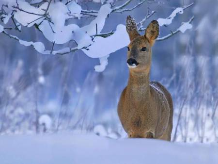 deer in the woods - in the woods, deer