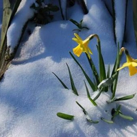 daffodils in snow