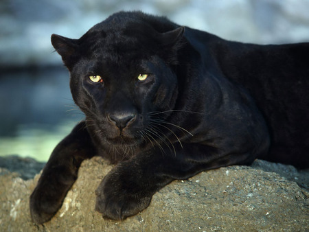 Black panther - relaxed, panther, log, wild