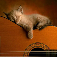 Cute Cat Sleeping On a Guitar