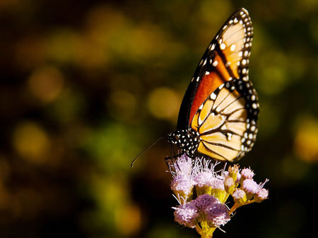 Sweet Butterfly - butterfly, cool, sweet, animals