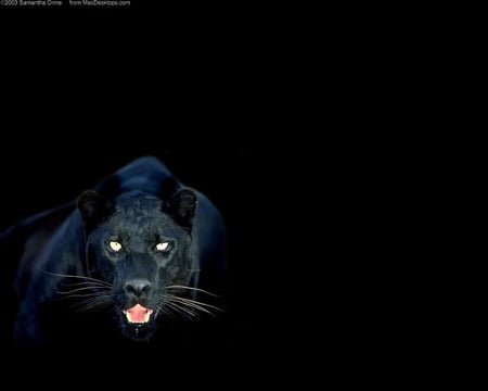 panther jpg - black panther, prowl, wild