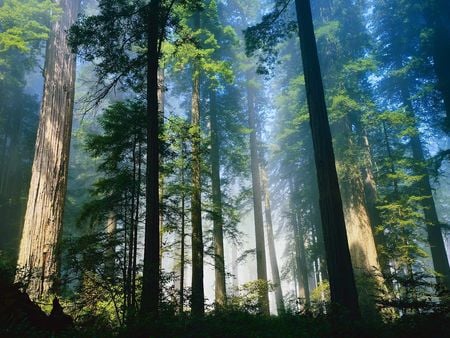 Coastal Redwoods Northern California - fields, landscape