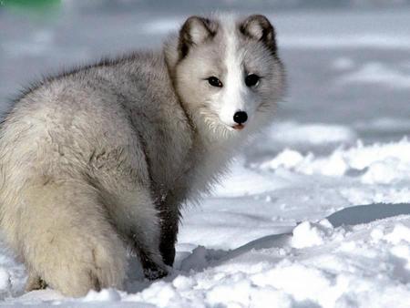 Grey On White - grey, white, winter, arctic fox, fox, snow