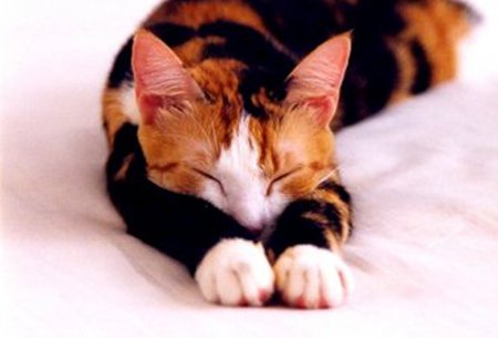 Sleeping - animal, cat, gato