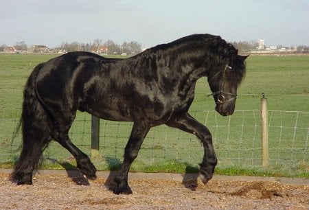 Black Friesian - black, animal, friesian, cavalo, horse