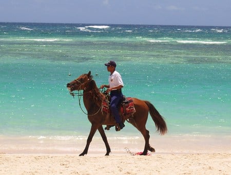 Horse on beach patrol - cop, horse, beach