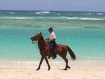 Horse on beach patrol