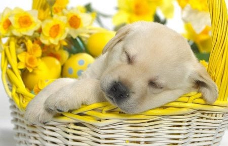 Dog in flower - animal, dog, cachorro, puppy, flower