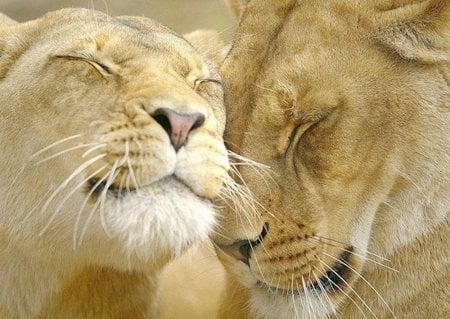 Love lions - lion, animal, love, leao